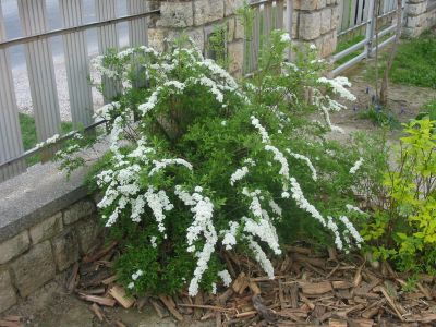 o - Spiraea cinerea Grefshein 4